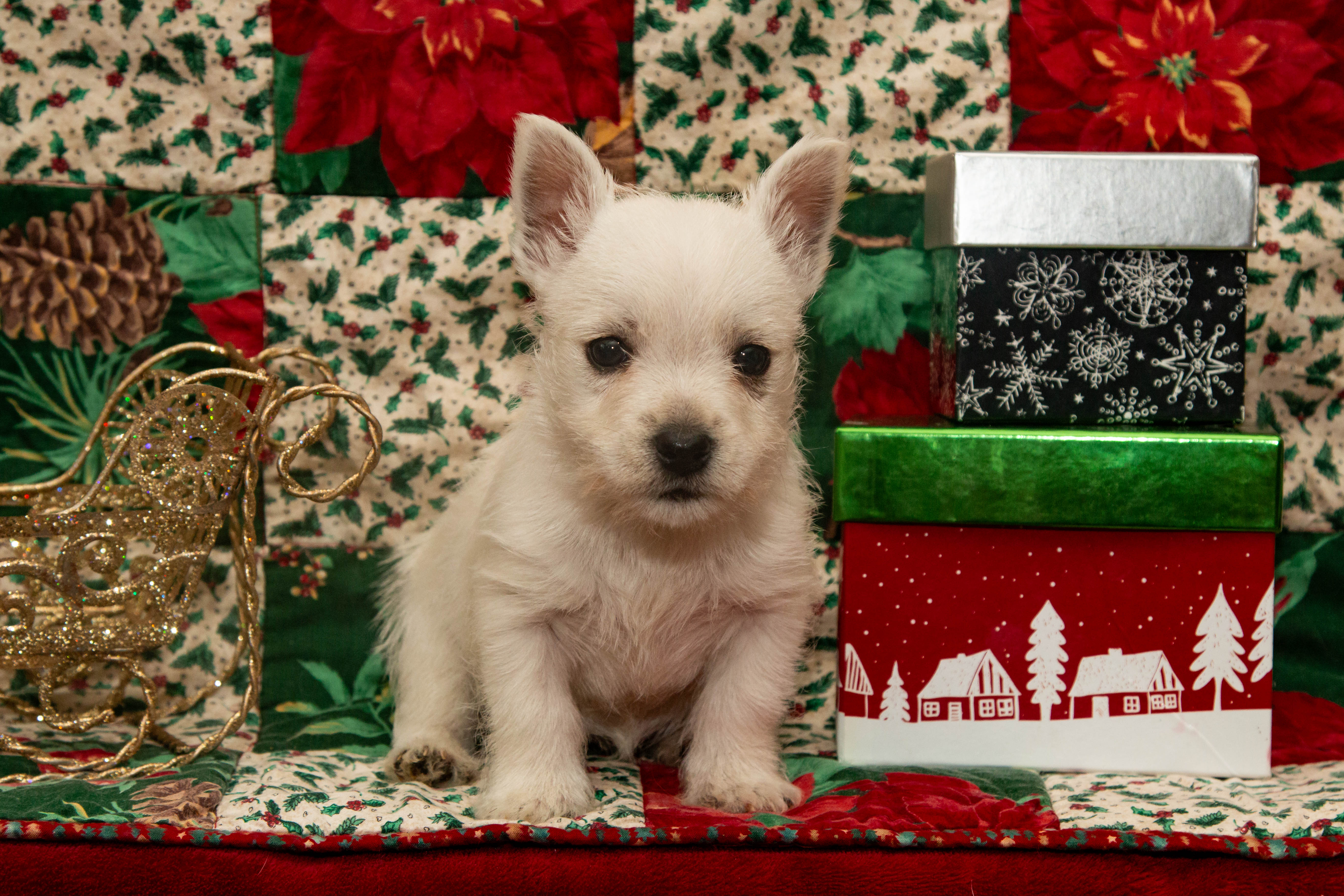 puppy, for, sale, West Highland White Terrier, Amos B. King, dog, breeder, Romney, WV, dog-breeder, puppy-for-sale, forsale, nearby, find, puppyfind, locator, puppylocator, aca